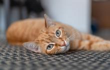 Tips Ampuh dan Cepat Membersihkan Bulu Kucing di Karpet, Anti Gagal dan Dijamin Mengangkat Semua Bulu