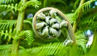 10 Cara Merawat Tanaman Pakis Sayur di Pekarangan Rumah untuk Hasil Panen Berkelanjutan