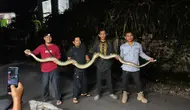 Geger Sanca Keluar Sarang dan Blokir Jalan