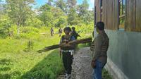 Olah TKP penembakan di Yahukimo, Provinsi Papua Pegunungan (Liputan6.com/Katharina Janur/Polda Papua)
