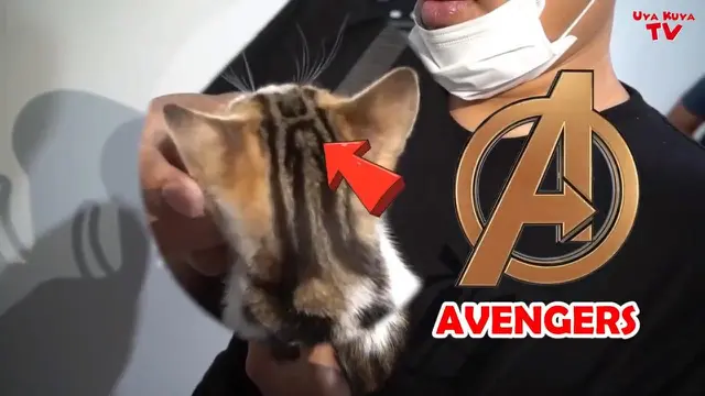 Potret Kucing Bercorak Manusia Milik Rieta Amilia. (Sumber: YouTube/Uya Kuya TV)