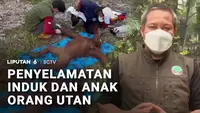 Terluka Terjebak Karhutla, Induk Orang Utan dan Bayinya Dievakuasi
