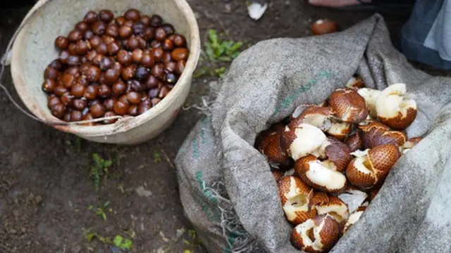 Buah salak.