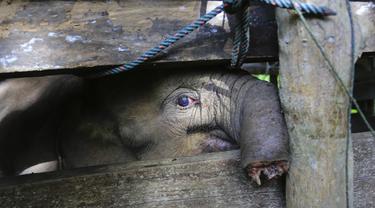 Headline Lagi Anak Gajah Mati Mengenaskan Negara Perlu Serius Urus Satwa Liar Liputan6