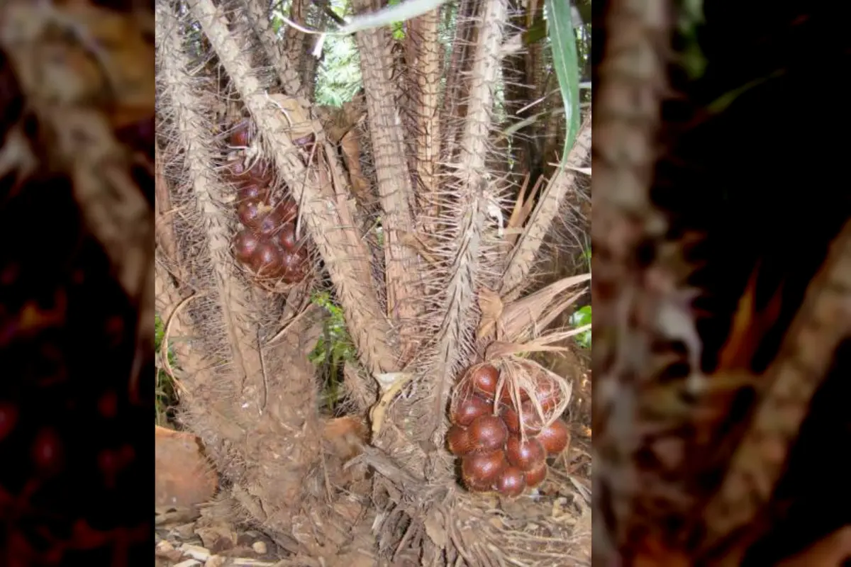 Cerita Salak Condet Tergerus Hutan Beton