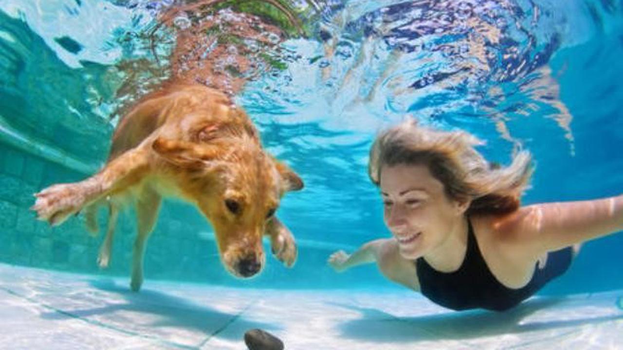 Bak Ikan, Ilmuwan Ajarkan Anjing Bernapas Dalam Air