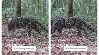 Spesies Macan Dahan Ditemukan di Taman Nasional Tanjung Puting, Jadi Predator Terbesar