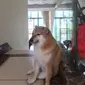 Anjing shiba inu bernama Balltze, yang jadi sosok di balik meme Cheems, mati pada Jumat, 18 Agustus 2023 (Instagram @balltze)
