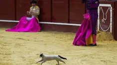 Seekor kucing terlihat berlari saat berlangsungnya adu banteng di arena laga banteng La Santamaria, Bogota, Kolombia, 28 Januari 2018. (AFP PHOTO / Raul Arboleda)