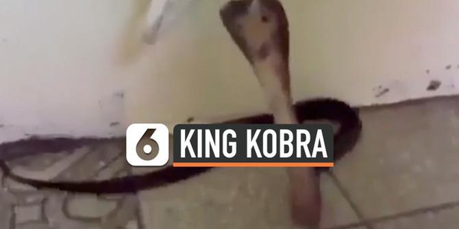 VIDEO: Detik-Detik King Kobra Serang Pawang Ular