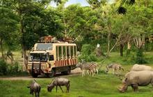 Aturan Taman Safari yang Wajib Diketahui Setelah Heboh Pengunjung Turun dari Mobil di Area Satwa
