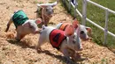 Empat anak babi mengenakan rompi saling balap saat mengikuti All Alaska Pig di Bakersfield, California (30/9). Warga tampak bersorak ketika babi-babinya berlomba dan saling adu cepat untuk menuju garis akhir. (AFP Photo/Mark Ralston)