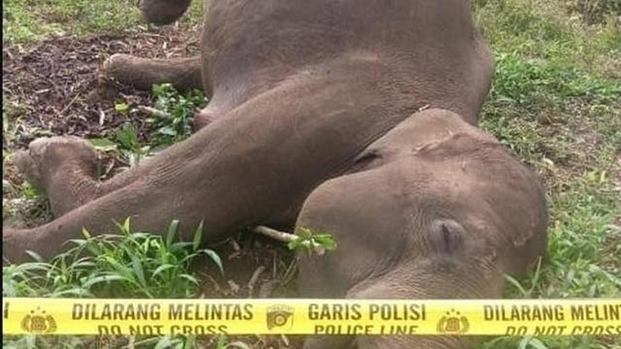 Gajah Sumatera Mati Tersengat Listrik di Aceh Tengah, 1 Warga Mati Diinjak Gajah di Bener Meriah