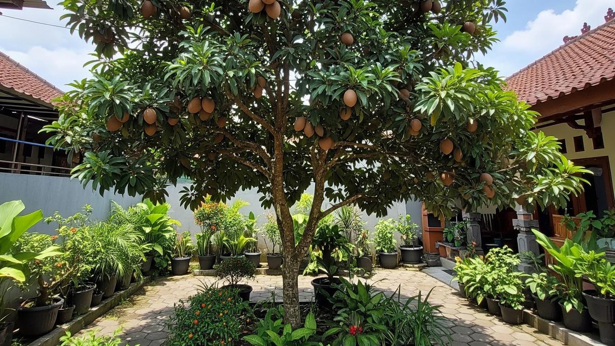 6 Cara Merangsang Pohon Sawo agar Berbuah Lebat dan Manis, Panduan Hasil Maksimal