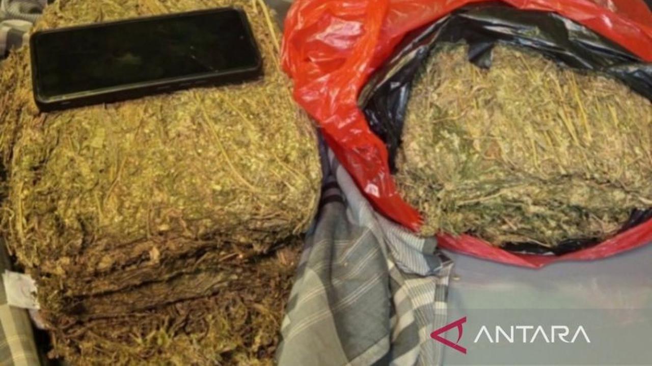 Polda Metro Jaya Gagalkan Peredaran 4,3 Kg Ganja di Depok, Satu Tersangka Diamankan