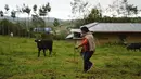 Calon ibu negara Peru, Lilia Paredes (48) menuntun seekor anak sapi di tanah miliknya di pedesaan Chugur, pada 22 Juli 2021. Suaminya, Pedro Castillo yang merupakan mantan guru dan pemimpin serikat pekerja memenangkan pemilihan presiden Peru. (AP/Franklin Briceno)