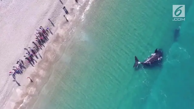 VIDEO: Penampakan Sekelompok Ikan Paus di Pinggir Pantai Argentina