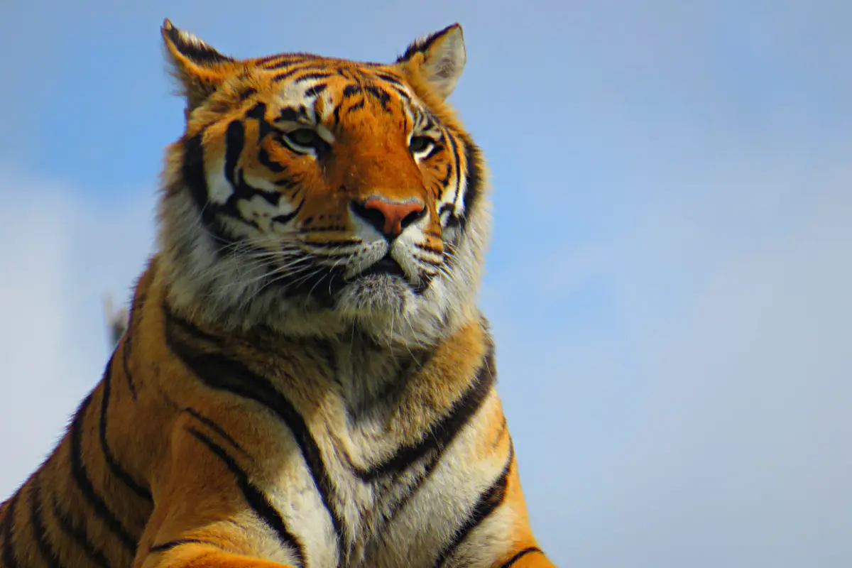 Harimau - Vania