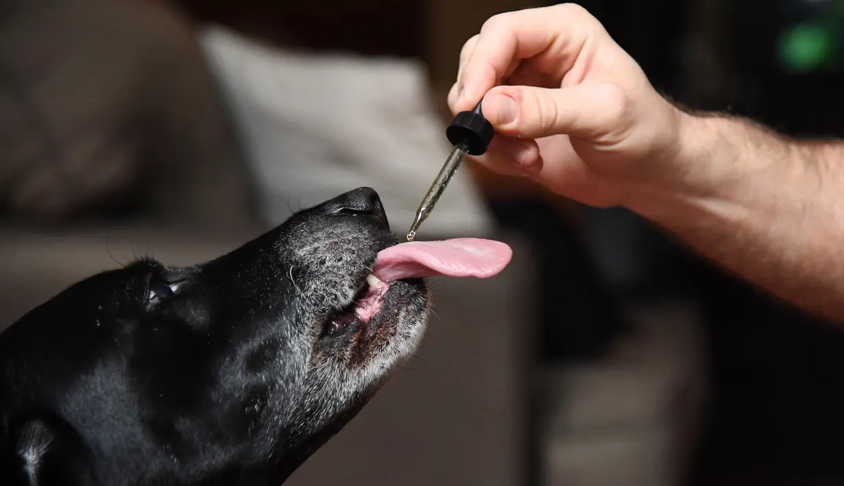 Brett Hartman meneteskan ekstrak ganja TreatWell ke Cayley untuk mengobati nyeri pinggul dan kecemasan anjingnya itu, di Los Angeles, 8 Juni 2017. TreatWell merupakan produk baru dari ganja medis untuk penyembuhan bagi hewan peliharaan. (Robyn Beck/AFP)