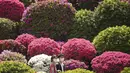 Diperkirakan, terdapat sekitar 3.000 bunga dan 100 varietas azalea yang bermekaran saat festival ini digelar pada awal April hingga awal Mei. (AP Photo/Eugene Hoshiko)