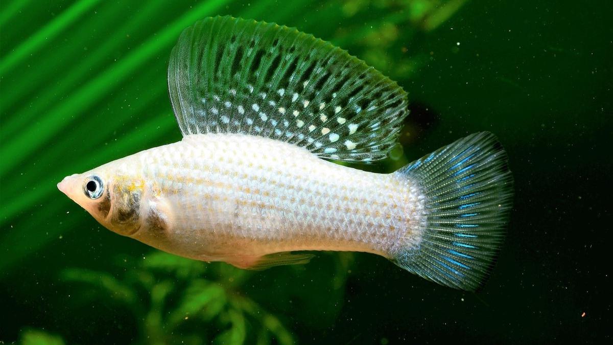 Ikan Molly
