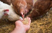 Jenis Makanan Ayam yang Sehat dan Penuhi Nutrisi