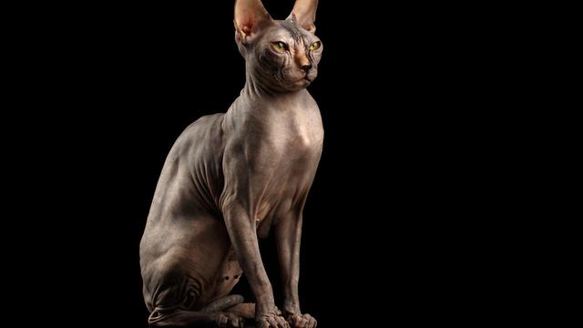 Kucing Sphynx