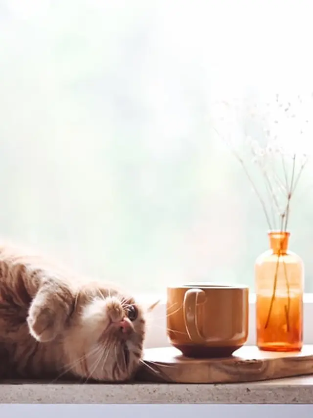 Ilustrasi Kucing