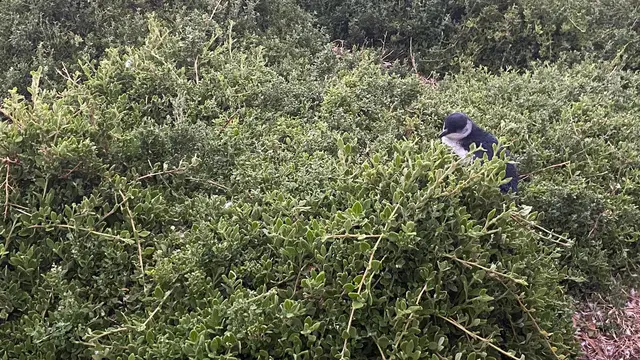 Memantau Kunikan Parade Pinguin Australia di Tepi Pantai