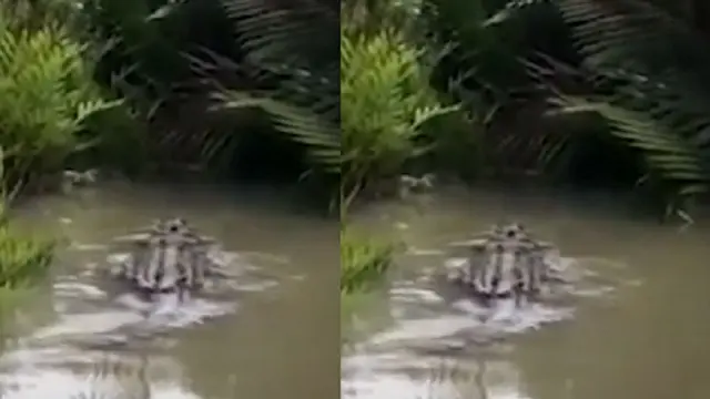 Buaya Raksasa