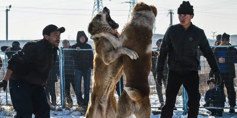 Keganasan Anjing Alabay Saat Bertarung di Arena Salju