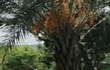 Pohon Kurma Ini Tumbuh Sendiri di Daerah Perbukitan Rembang, Pemiliknya Sempat Mengira Pohon Salak