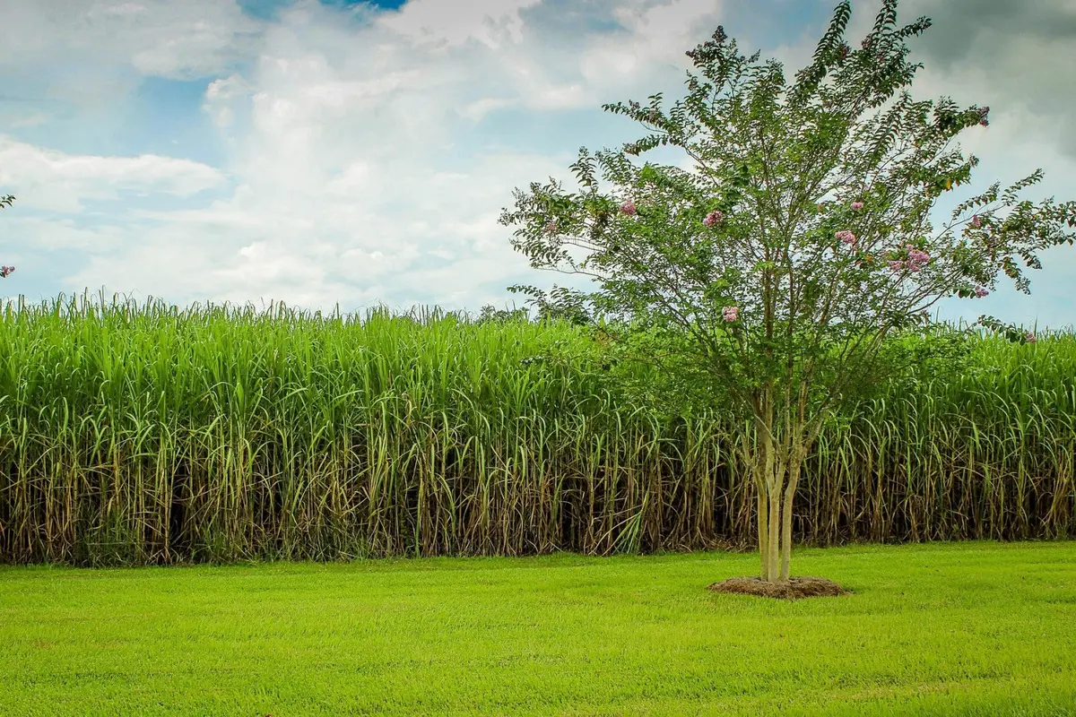 Ilustrasi ladang tebu