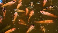Ikan nila merah hasil budidaya ikan Jojo Acuaponics di Havana, pada tanggal 18 Oktober 2023. (YAMIL LAGE/AFP)
