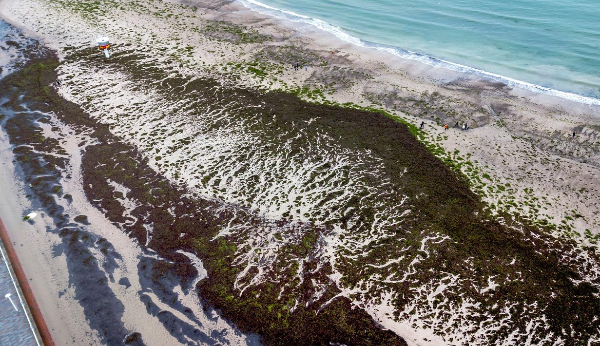 Kondisi ganggang dan rumput laut yang masih tersisa di pantai di resor liburan Travemuende, Jerman Utara, Sabtu, 21 Oktober 2023. (AP Photo/Michael Probst)