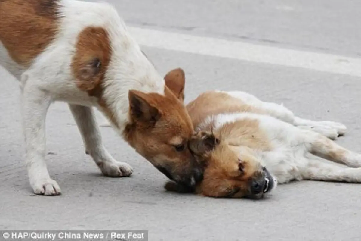 12 Transformasi Anjing Malang yang Berhasil Diselamatkan