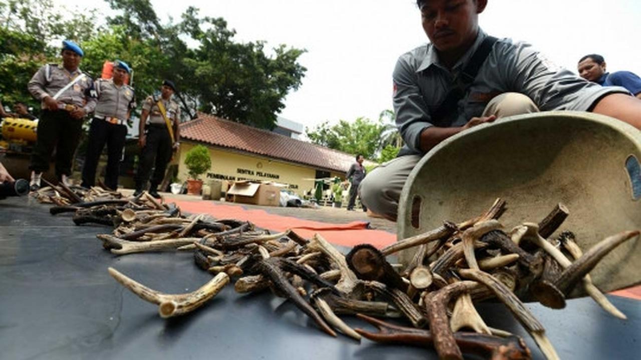 Pemusnahan barang bukti organ satwa dilindungi di Mabes Polri