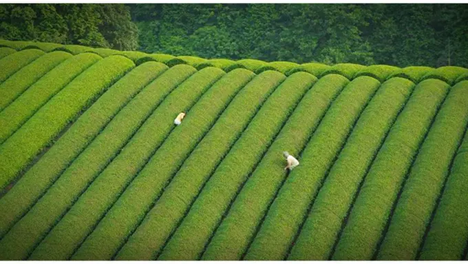 Foto: copyright whenonearth.net