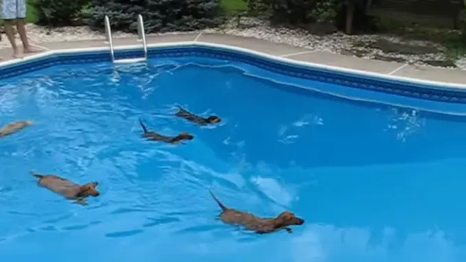 5 Anjing Dachshunds yang Berlomba di Dalam Kolam Ini Bikin Gemas