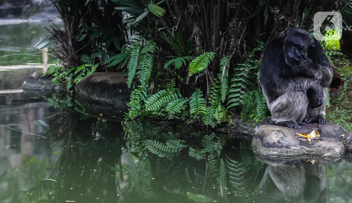 Gorila beraktivitas dalam kandangnya di Taman Margasatwa Ragunan, Jakarta Selatan, Senin (20/4/2020). Satwa-satwa di Taman Margasatwa Ragunan terlihat lebih tenang sejak penutupan lokasi mulai 14 Maret untuk mencegah penyebaran virus corona COVID-19. (Liputan6.com/Faizal Fanani)