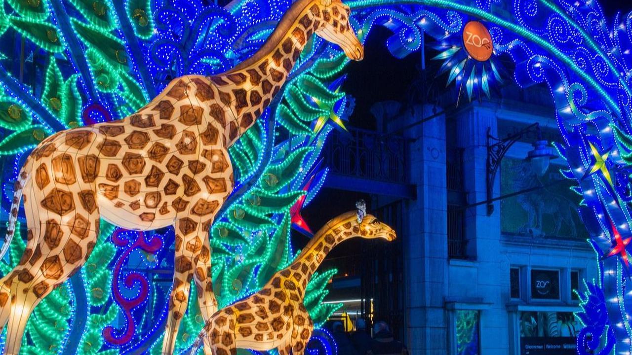 Night Safari