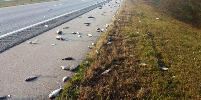 Puluhan Ikan Tumpah di Jalan Raya Oregon, Polisi Minta Warga yang Melintas Berhati-hati