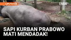 Sapi Kurban Prabowo Mati Mendadak, Diduga Keracunan!