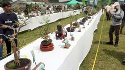 Deretan tanaman bonsai dipamerkan dalam pameran dan kontes di Lapangan Bola Chikal, Tapos, Depok, Jawa Barat, Minggu (4/12/2022). Penilaian tanaman bonsai mulai dari akar, gerak batang, hingga perantingan. (merdeka.com/Arie Basuki)