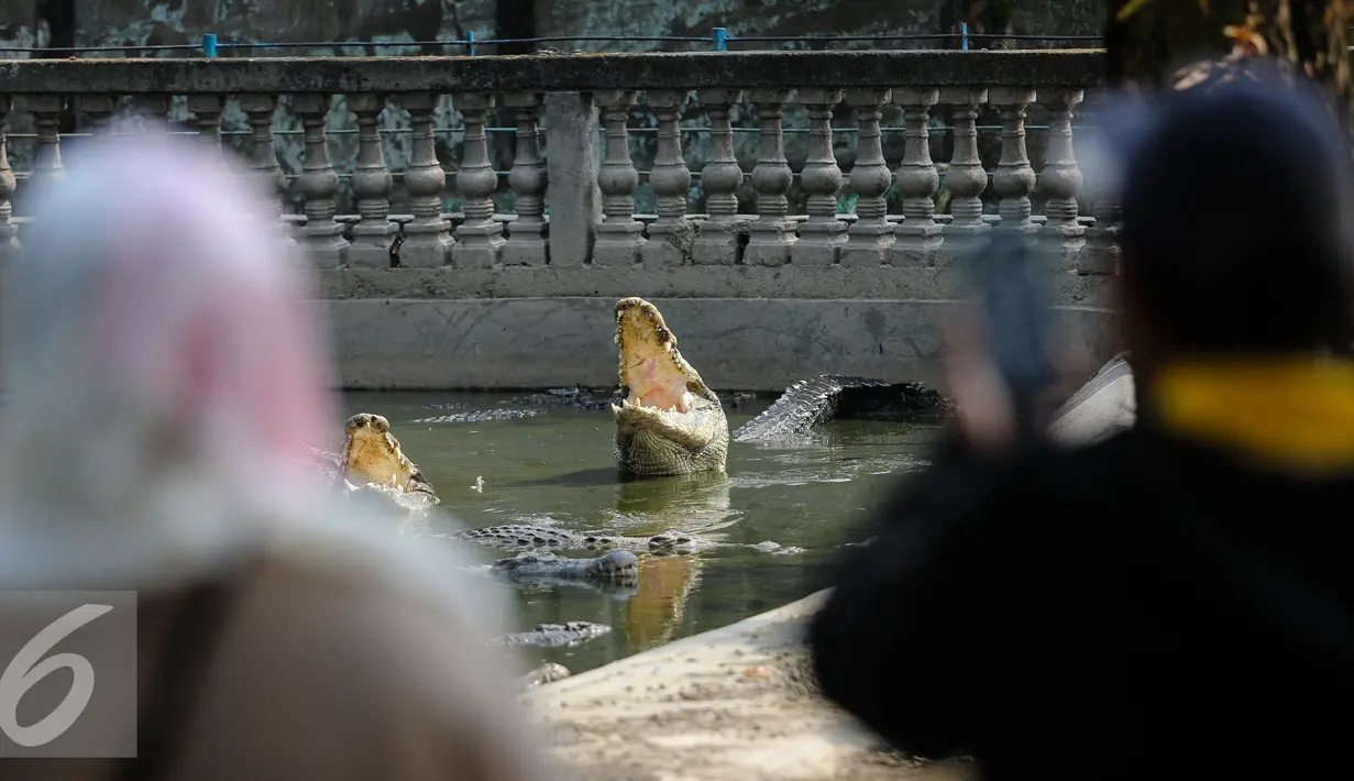 Sejumlah buaya terlihat membuka mulutnya di Taman Buaya Indonesia Jaya (TBIJ), Jawa Barat, Minggu (26/7/2015). Taman Buaya Cikarang merupakan salah satu penangkaran terbesar di Asia bahkan dunia. (Liputan6.com/Faizal Fanani)