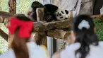 Sejumlah pengunjung mengamati Jiajiazai, bayi dari panda raksasa Jiajia, di aula panda raksasa Taman Margasatwa Shanghai di Shanghai, China timur (7/8/2020). Taman Margasatwa Shanghai memulai sebuah kampanye pengumpulan nama untuk bayi panda raksasa itu. (Xinhua/Wang Xiang)