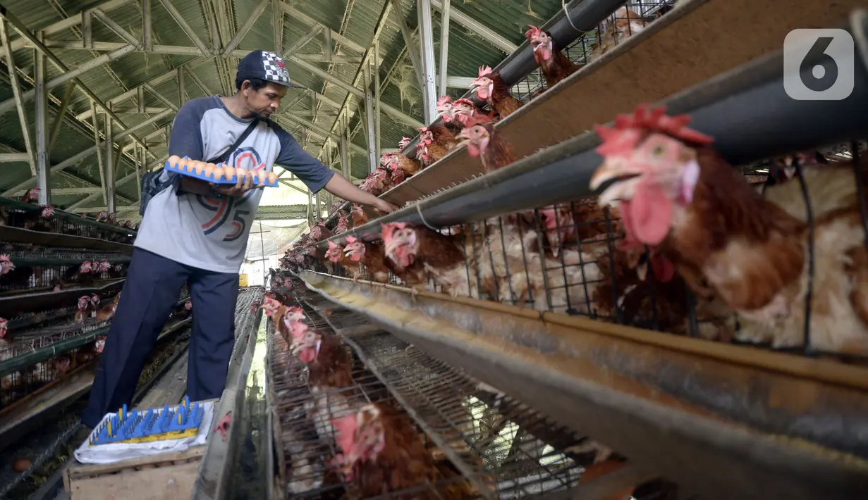 Peternak ayam petelur Madsai (41) mengambil telur yang siap dikirim ke pasar di Desa Pengasinan, Gunung Sindur, Kabupaten Bogor, Jawa Barat, Selasa (6/10/2020). Harga telur eceran sempat mencapai Rp 24 ribu per kilogram, sekarang turun Rp 18,500 per kilogram. (merdeka.com/Dwi Narwoko)