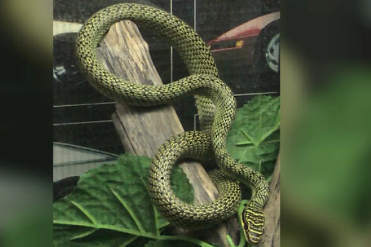 Ular Pohon Emas (Chrysopelea ornata)