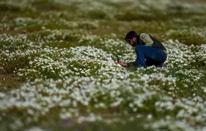 Akibat El Nino, Gurun Terkering di Bumi Kini Tumbuh Bunga