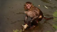 Seekor monyet di sebuah cagar alam di Tiongkok, tampak tengah bersenang-senang dengan katak kecil di sungai.